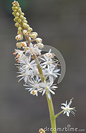 Heartleaf foamflower Tiarella cordifolia, flower stalk Stock Photo