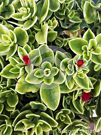 Heartleaf iceplant with red flowers Stock Photo