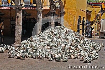 Hearts pinas of agave cactus on the ground of distillery prepared for tequila production Mexico Editorial Stock Photo