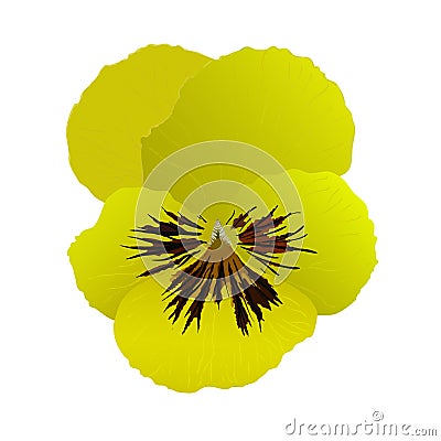 Heartsease flower in vector Vector Illustration