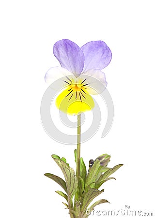 Heartsease (Viola tricolor) Stock Photo