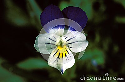 Heartsease, viola tricolor Stock Photo