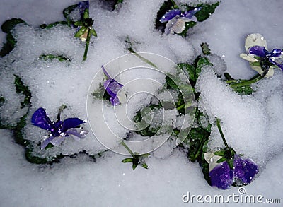 Heartsease viola tricolor flower in the snow Stock Photo