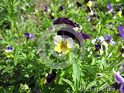 Heartsease, viola tricolor Stock Photo