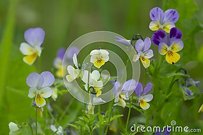 Heartsease, Viola tricolor plants in bloom Stock Photo