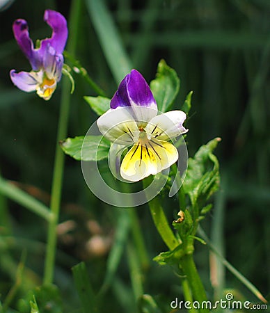 Heartsease (Viola tricolor) Stock Photo