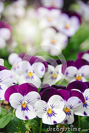 Heartsease Viola or Violet. Viola is a genus of flowering plants in the violet family Violaceae Stock Photo