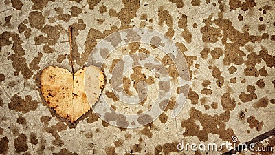 Heartshaped leaf Stock Photo