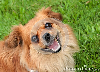 Joyful Chihuahua-Poodle-Pomeranian Mix in Grassy Meadow Stock Photo