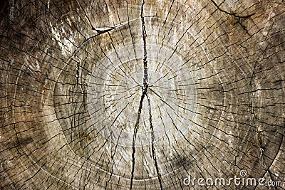 Coconut Tree Heartwood Brown Texture Stock Photo