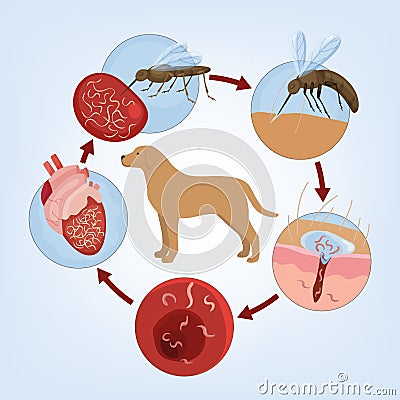 Heartworm disease in dogs. Editable vector illustration. Vector Illustration