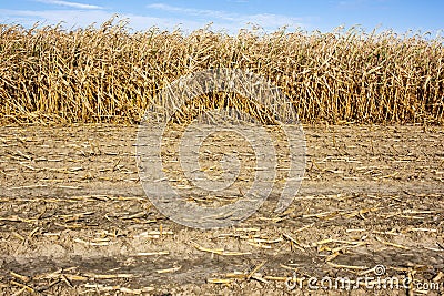 Heat in summer with high temperature Stock Photo