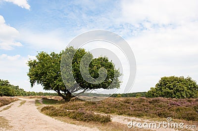 Heath in landscape Stock Photo