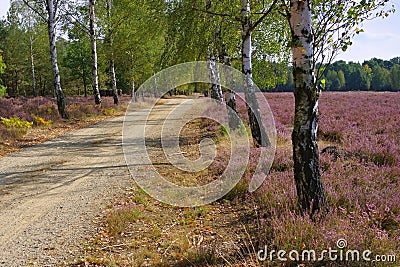 Heath landscape with flowering Heather and path Stock Photo