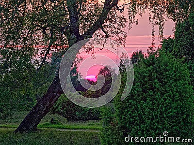 Heath nature with bent birch tree by dusk and pinkish glowing sky Stock Photo