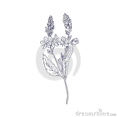 Heath speedwell flowers, outlined botanical drawing. Branch of Veronica officinalis. Wild floral plant. Detailed sketch Vector Illustration