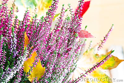 Heather and autumn leaves abstract floral still life Stock Photo