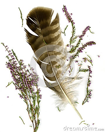 Heather bouquet and falcon plume Stock Photo