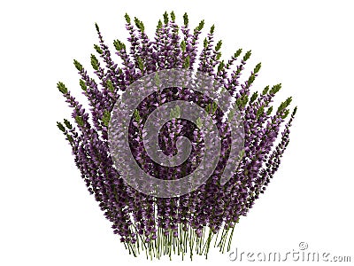 Heather_(Calluna) Stock Photo