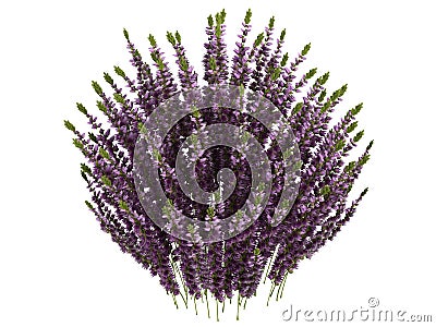 Heather_(Calluna) Stock Photo