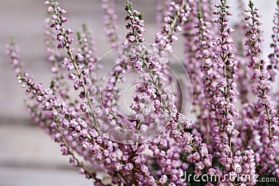 Heather (Calluna vulgaris) Stock Photo