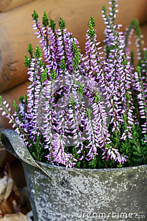 Heather Calluna vulgaris Stock Photo