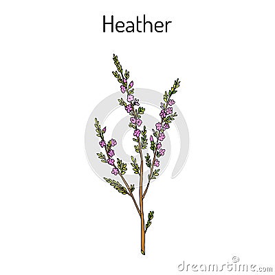 Heather calluna vulgaris branch with leaves and flowers - medicinal and honey plant Vector Illustration