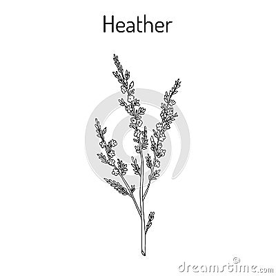 Heather calluna vulgaris branch with leaves and flowers Vector Illustration
