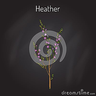 Heather calluna vulgaris branch with leaves and flowers - medicinal and honey plant Vector Illustration