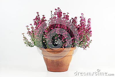 Heather, Calluna vulgaris with dark pink flowers Stock Photo