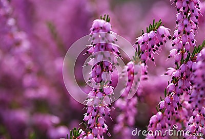 Heather Flowers. Purple Calluna Stock Photo