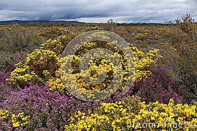 Heather with Flowers in Spring Stock Photo