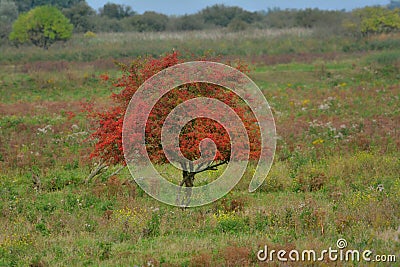 Tree in autumn collors Stock Photo