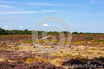 Heather in full bloom on beautiful Suffolk heathland at the end of summer, its an Area of Outstanding Natural Beauty Stock Photo