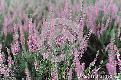 Heather or heath on heathland in full bloom and blossom in autumn or fall Stock Photo