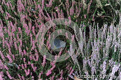 Heather or heath on heathland in full bloom and blossom in autumn or fall Stock Photo