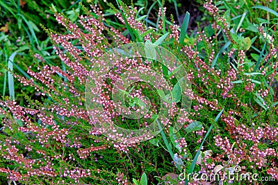 Heather in meadow. Colorful traditional October european flower. Selective focus Stock Photo