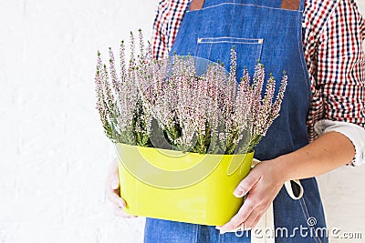 Heather in the pot three quarters Stock Photo