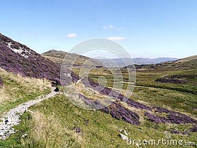 Through heather towards Sheffield Pke, Lake District Stock Photo