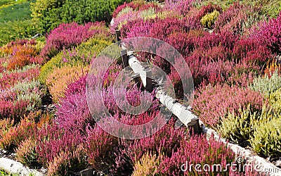 Heathers and heaths Stock Photo