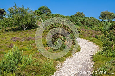 Heathland at Arne in Dorset Stock Photo