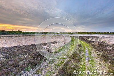 Heathland at Ballooerveld during sunset Stock Photo