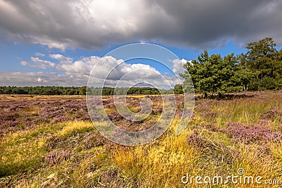 Heathland in bloom Deelerwoud Veluwe Netherlands Stock Photo