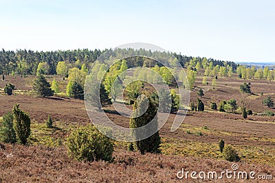 Heathland panorama view from hill Wilseder Berg in Luneburg Heath near Undeloh, Germany Stock Photo