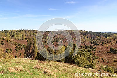 Heathland panorama view to basin Totengrund in Luneburg Heath near Wilsede, Germany Stock Photo