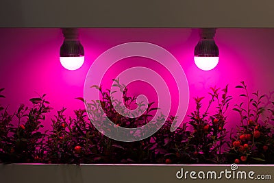 Heating plants by lamps Stock Photo