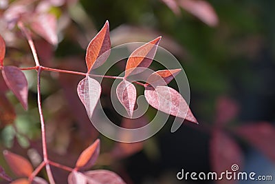 Heavenly bamboo Obsessed Stock Photo
