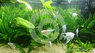 Heavily planted fresh water aquarium with pearl diamond pterophillum scalare fish Stock Photo