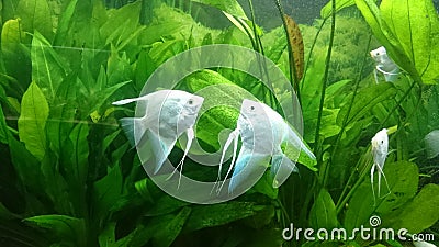 Heavily planted fresh water aquarium with pearl diamond pterophillum scalare fish Stock Photo