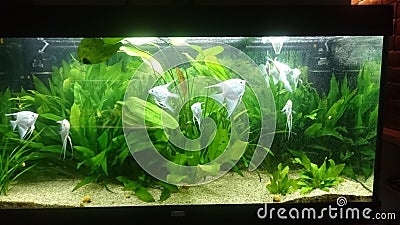 Heavily planted fresh water aquarium with pearl diamond pterophillum scalare fish Stock Photo